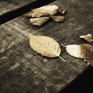 91视频入口免费版
